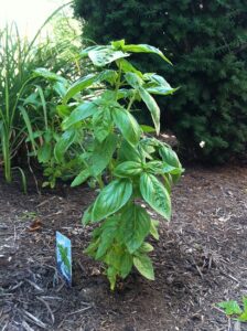 Basil Basics: Growing, Harvesting, Preserving Image